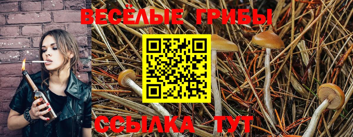 Псилоцибиновые грибы Psilocybe Сорочинск